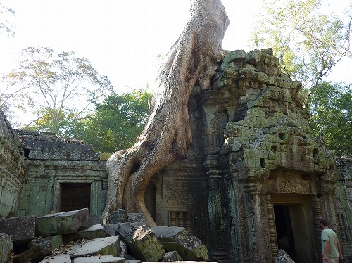 カンボジア・アンコールトムにあるバイヨンの遺跡に食い込むガジュマルの木