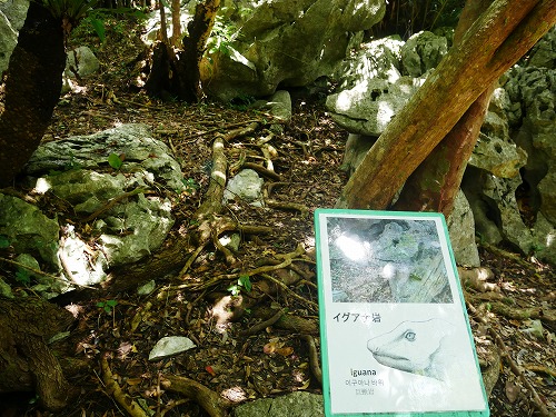 大石林山にあるイグアナ岩