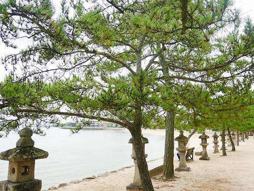 宮島の松の木
