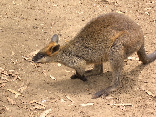 オーストラリア・シドニー近郊にあるコアラ・パーク・サンクチュアリで飼育されているワラビー