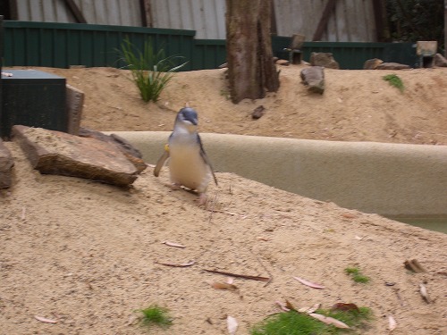 オーストラリア・シドニー近郊にあるコアラ・パーク・サンクチュアリで飼育されているフェアリーペンギン