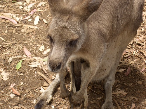 オーストラリア・シドニー近郊にあるコアラ・パーク・サンクチュアリで飼育されているカンガルー