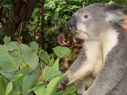 オーストラリア・シドニー近郊にあるコアラ・パーク・サンクチュアリで飼育されているコアラ