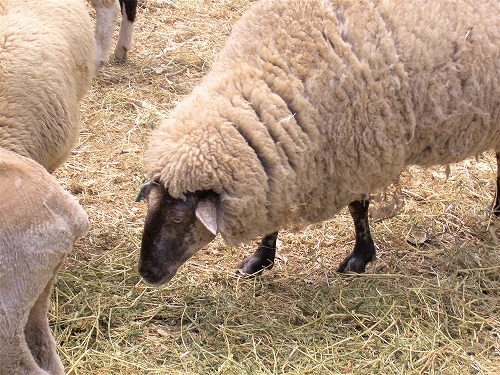 オーストラリア・シドニー近郊にあるコアラ・パーク・サンクチュアリで飼育されている羊