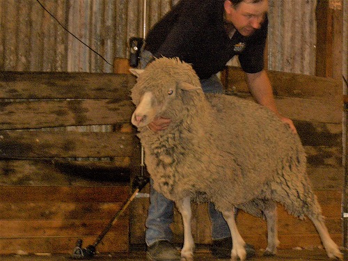 オーストラリア・シドニー近郊にあるコアラ・パーク・サンクチュアリで行われている羊の毛刈り