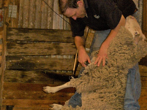 オーストラリア・シドニー近郊にあるコアラ・パーク・サンクチュアリで行われている羊の毛刈り