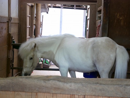 金刀比羅宮の御厩にいる神馬