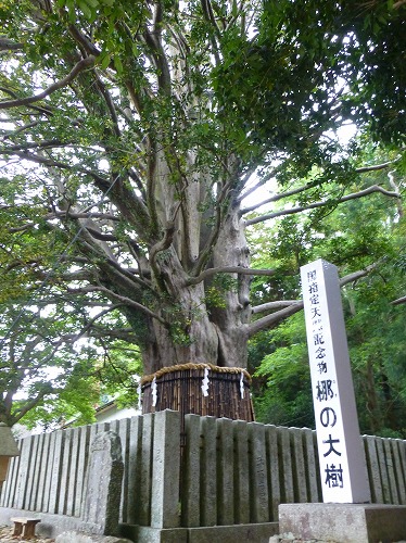 熊野速玉大社の神木（梛の大樹）