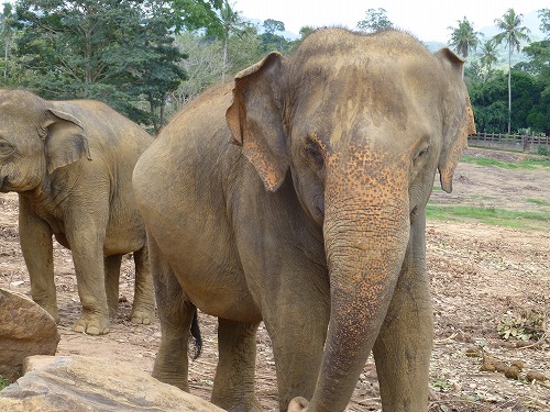 スリランカ・ピンナラワの象の孤児院　象の大群
