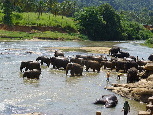 スリランカ・ピンナラワの象の孤児院　水浴びをする象たち
