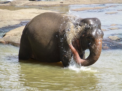 スリランカ・ピンナラワの象の孤児院　水浴びをする象