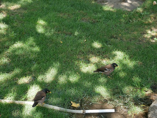 サマルカンドのレギスタン広場に建つティラカリ・メドレセの中庭にいた鳥