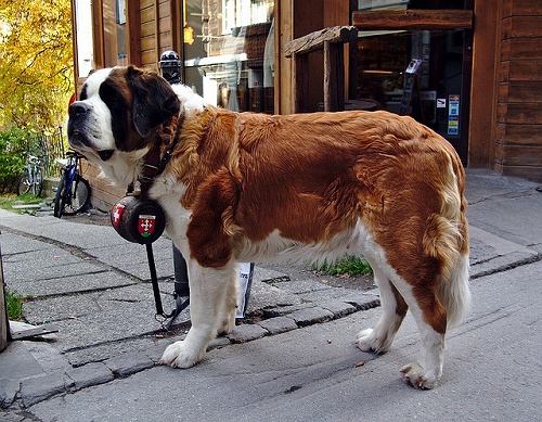 スイスで救助犬に使われるセントバーナード