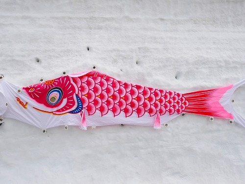 雪壁に貼り付けられた鯉のぼり